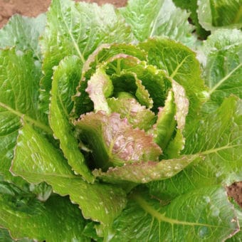 Organic Lettuce D'Hiver de Sainte Marthe seeds