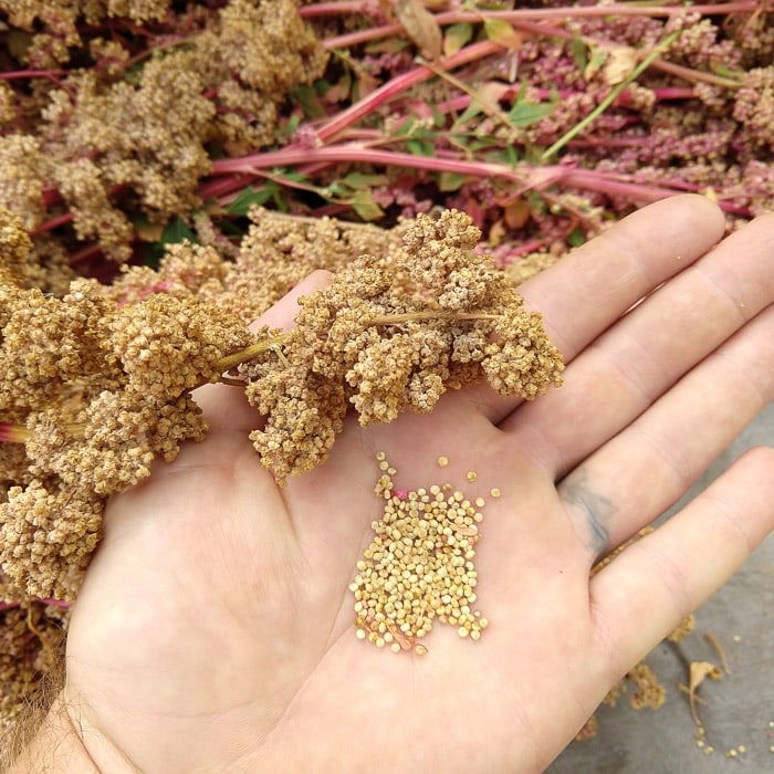 Quinoa Apellewa 1