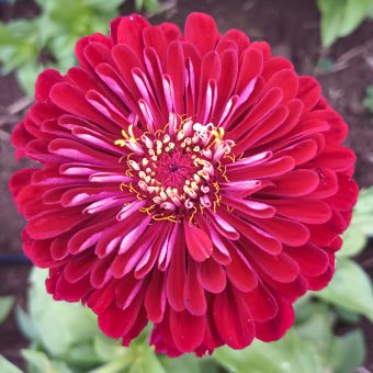 Organic Super Yoga Red Zinnia Seed