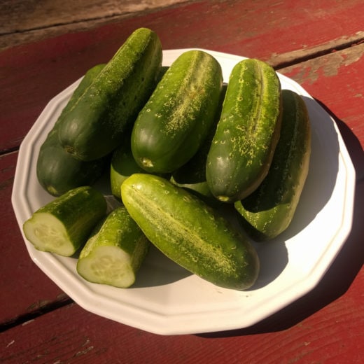 Cucumber, Morden Early Pickling