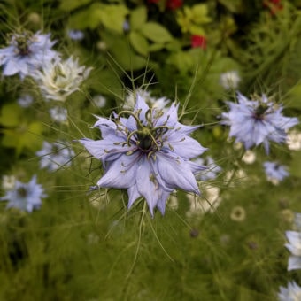 Love in a Mist Nigella
