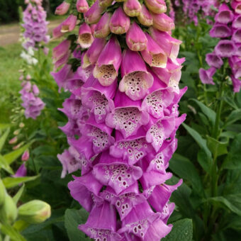 Organic Excelsior Mix Foxglove seed