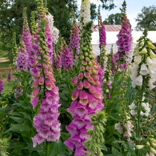 Organic Excelsior Mix Foxglove seed