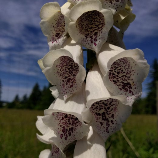 Excelsior Foxglove