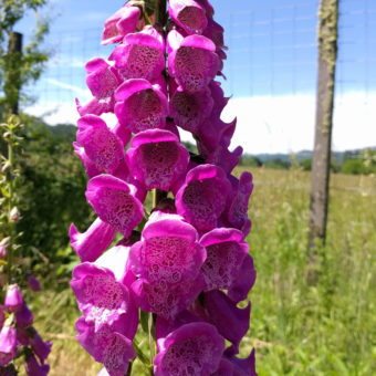 Excelsior Foxglove