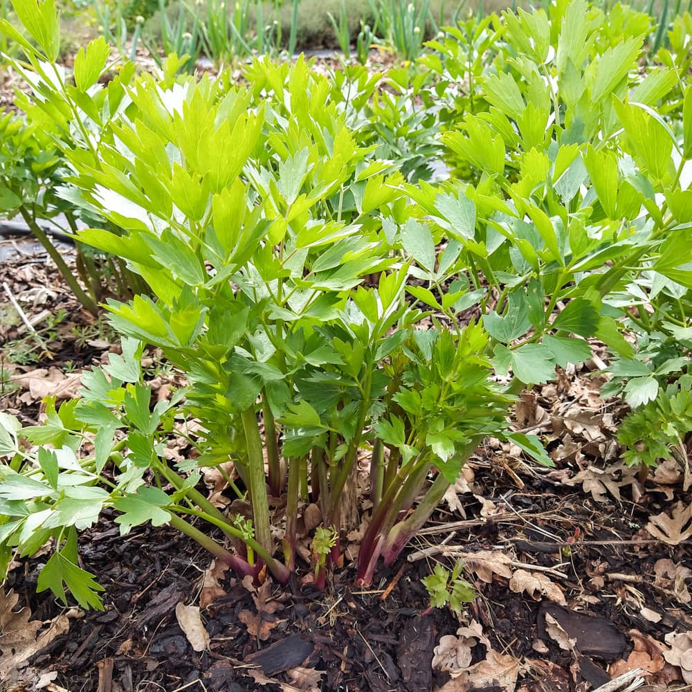 Organic Lovage seed