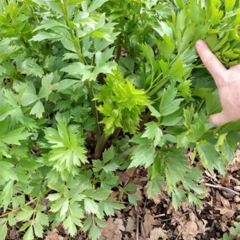 Organic Lovage seed