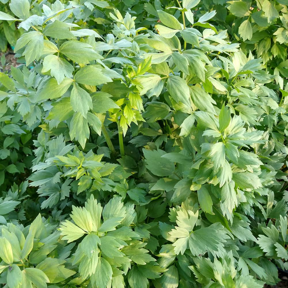 Organic Lovage seed