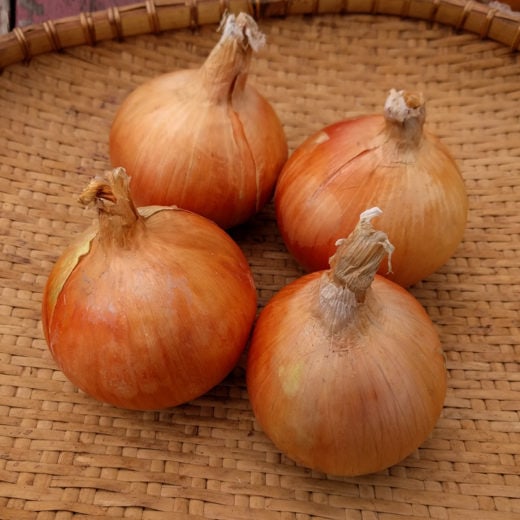 Fehmel-Steig Onion