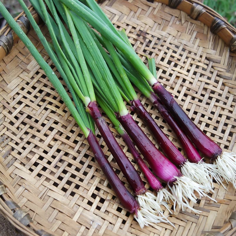 Spring Onion Vegetable 1000 Seeds Lilia