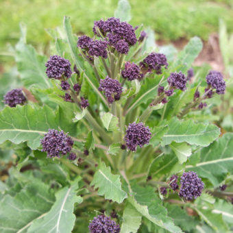 Red Arrow Purple Sprouting Broccoli