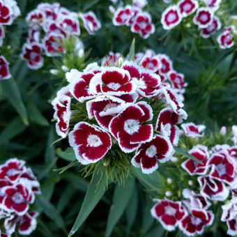 Holborn Glory Sweet William Holborn Glory Sweet William