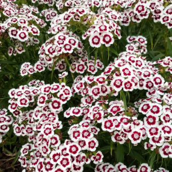 Sweet William, Holborn Glory (Organic)