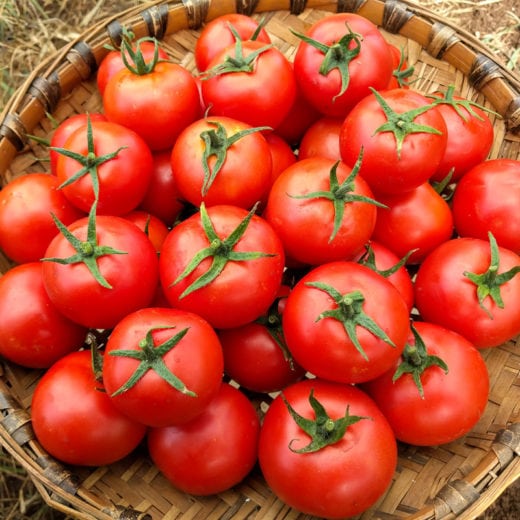 Pilu KS Tomato