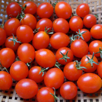 Red Centiflor Tomato