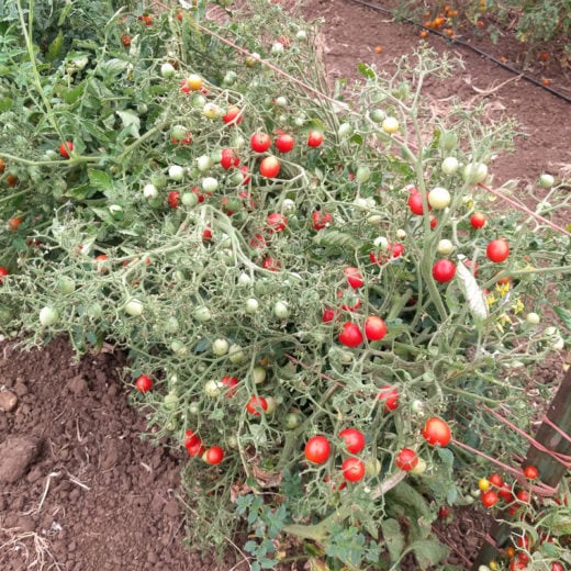 Red Centiflor Tomato