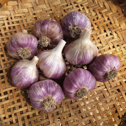 Organic Khabar Garlic seed