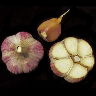 Organic Khabar Garlic Seed