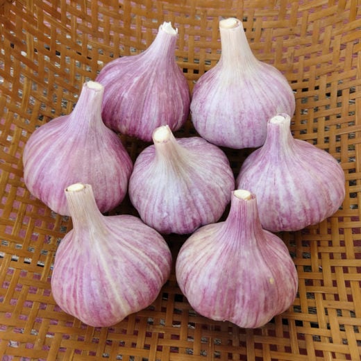 Organic Shvelisi Garlic seed