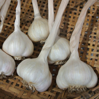 St. Helens Garlic