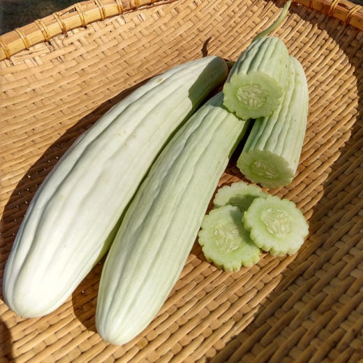 Armenian Cucumber, Tortarello Abruzzese Bianco