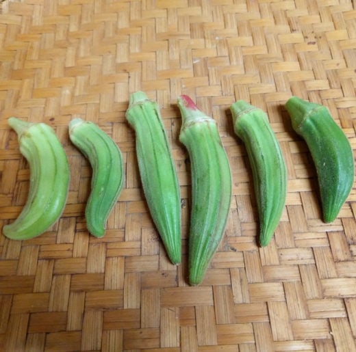 Burmese Okra
