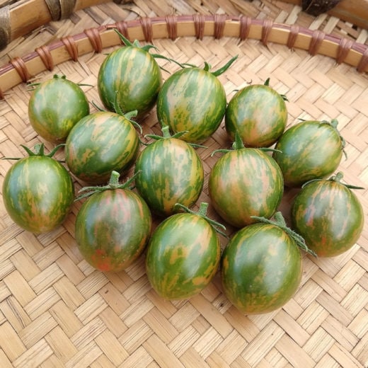 Green Bumble Bee Tomato