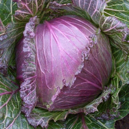 January King Cabbage