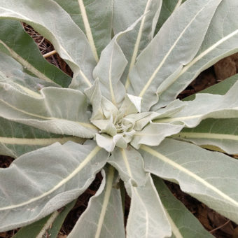Mullein, Dense-Flowered