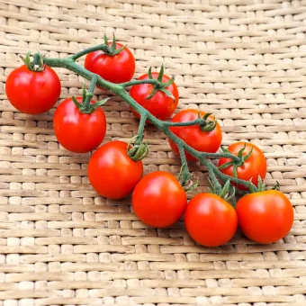 Organic Zuckertraube Tomato Seed