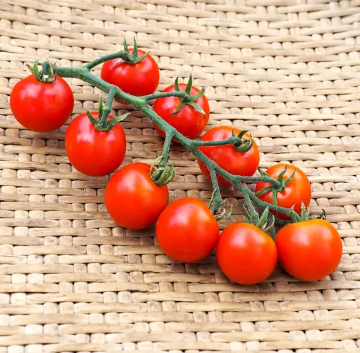 Organic Zuckertraube Tomato Seed