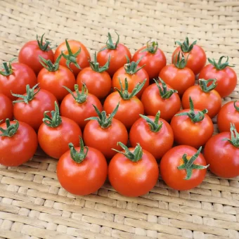 Organic Zuckertraube Tomato Seed