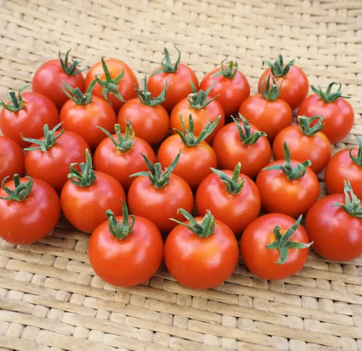 Organic Zuckertraube Tomato Seed