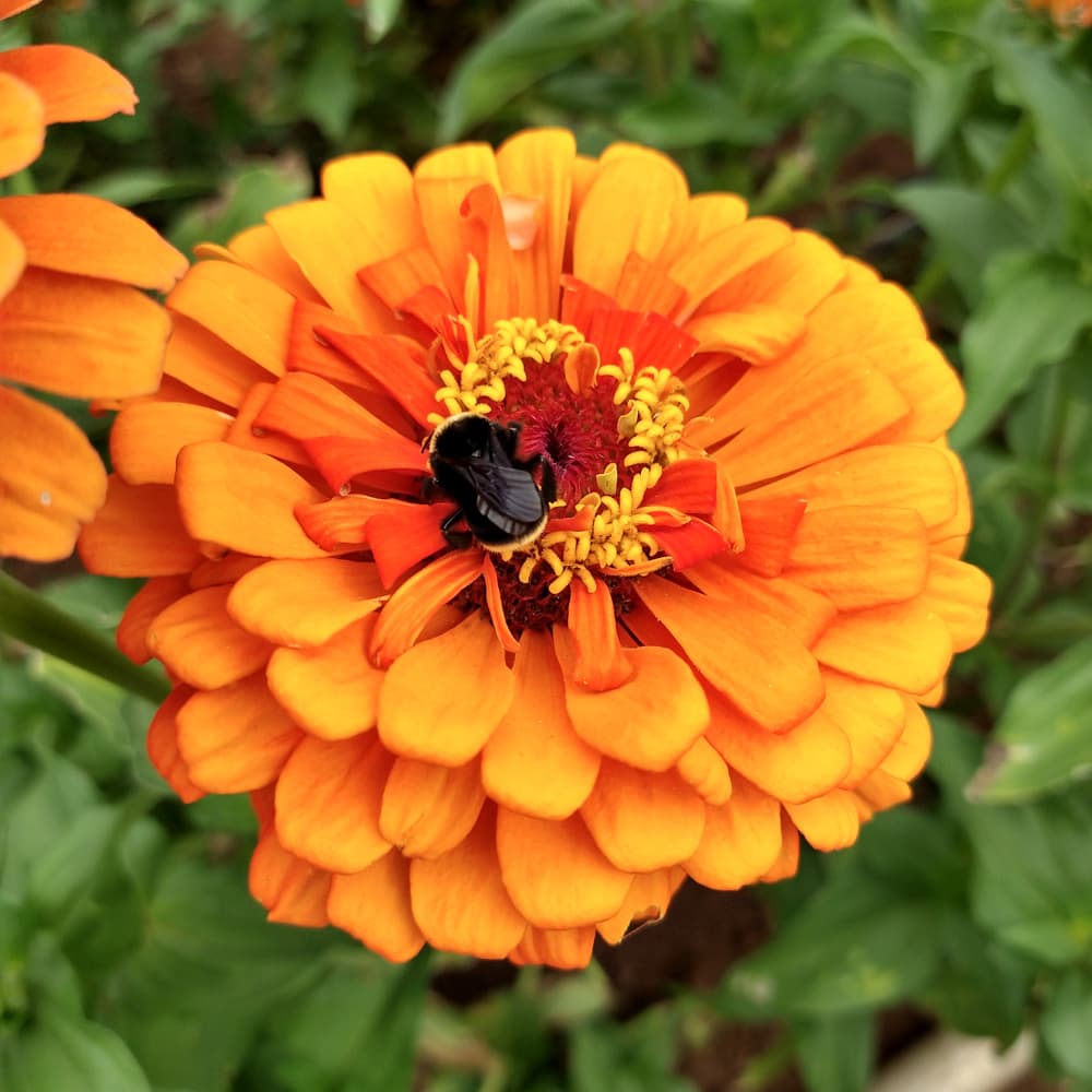 Organic Oriole Zinnia Seed - Adaptive Seeds