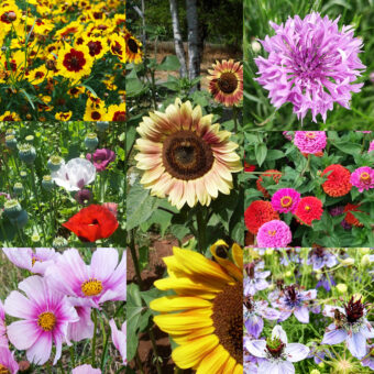 Organic Annual Flower Lover Collection