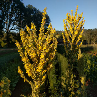 Dense Flowered Mullein