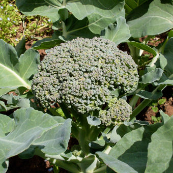 Nutribud Broccoli Organic Seed