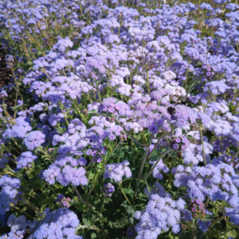 Organic Dondo Blue Ageratum seed