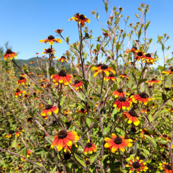 Rudbeckia Branched Coneflower, Prairie Glow