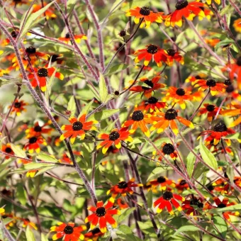 Organic Rudbeckia Prairie Glow Seed