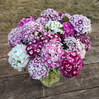 Organic sweet William Hollandia Purple Crown mix Seed