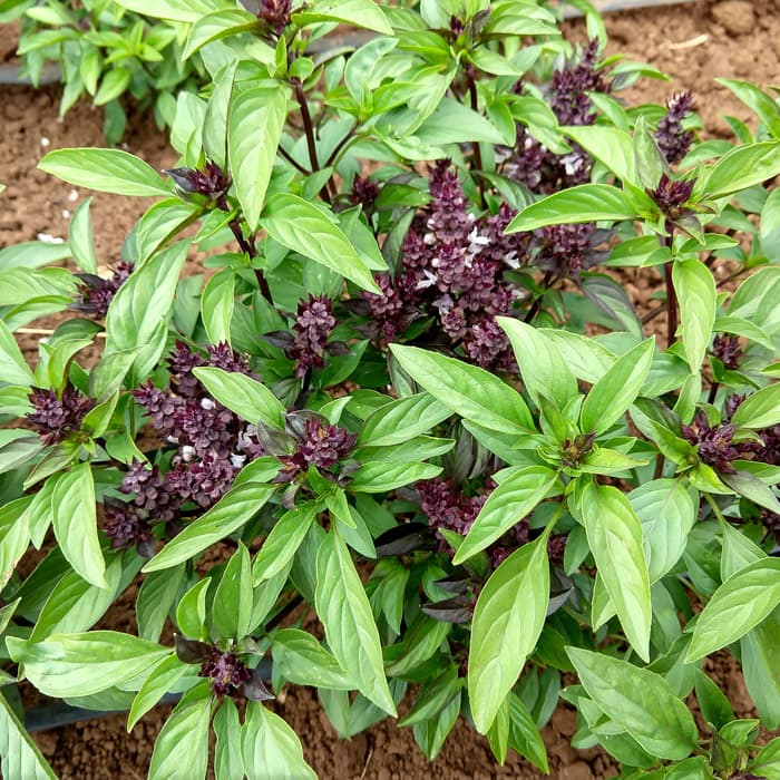 Thai Basil 250 seeds Heirloom NON-GMO Fragrant Herb From USA CombSH E23 