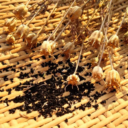 Organic Black Seed Culinary Nigella seed