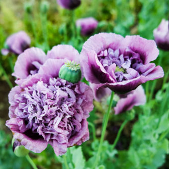 Organic Purple frilly english poppy seed
