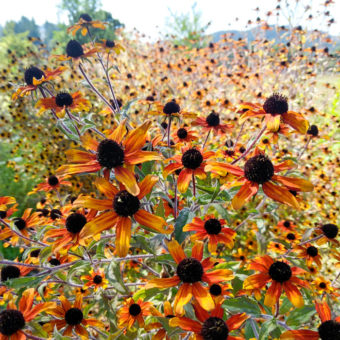 Rudbeckia, Prairie Glow (Organic)