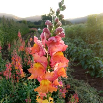 Organic Orange Wonder Snapdragon Seed