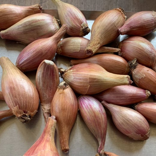 Long Bow Red Shallot Seed Adaptive Seeds