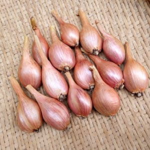 Long Bow Red Shallot Seed (Organic)