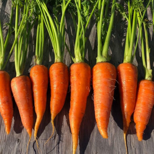 Organic Danvers 126 Carrot Seed