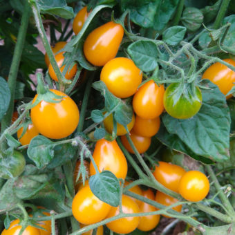 Organic Flaming Burst Tomato seed